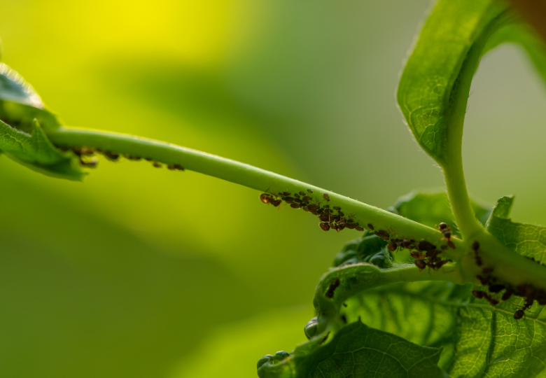 Jsou mravenci problémem při pěstování konopí